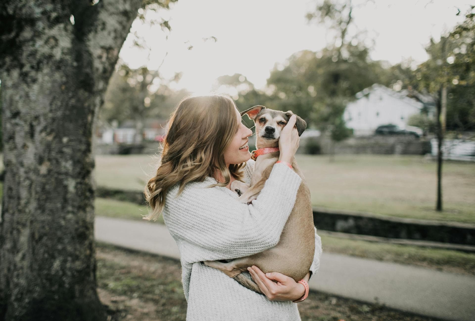 Dog Puppy Vaccinations Kennel Cough Prices in Islington