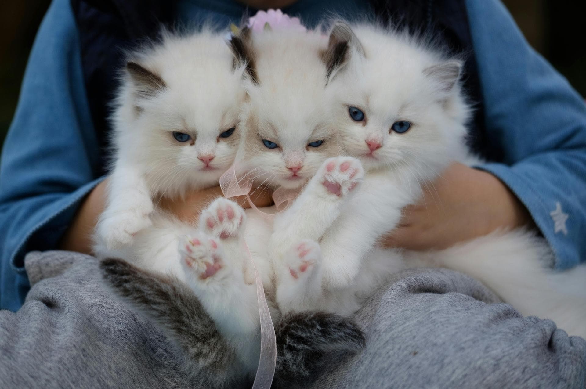 Annual Vaccination Booster Prices in Islington