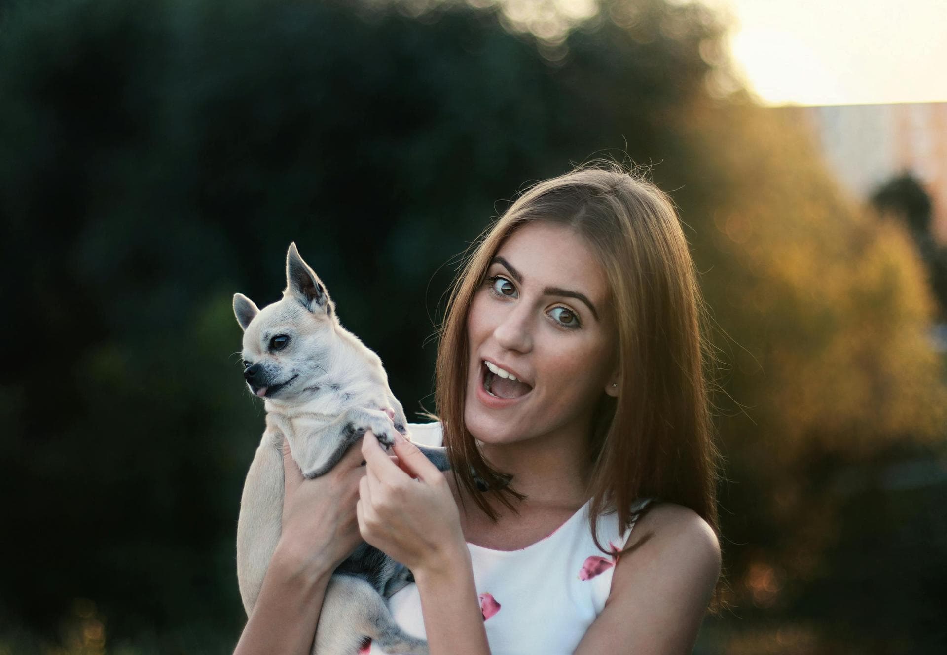 Dog Neutering Prices in Islington