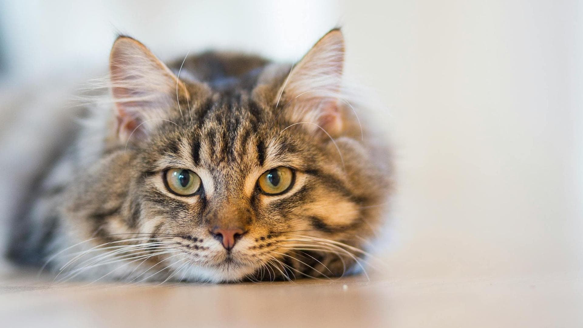 Vet Prices in Islington