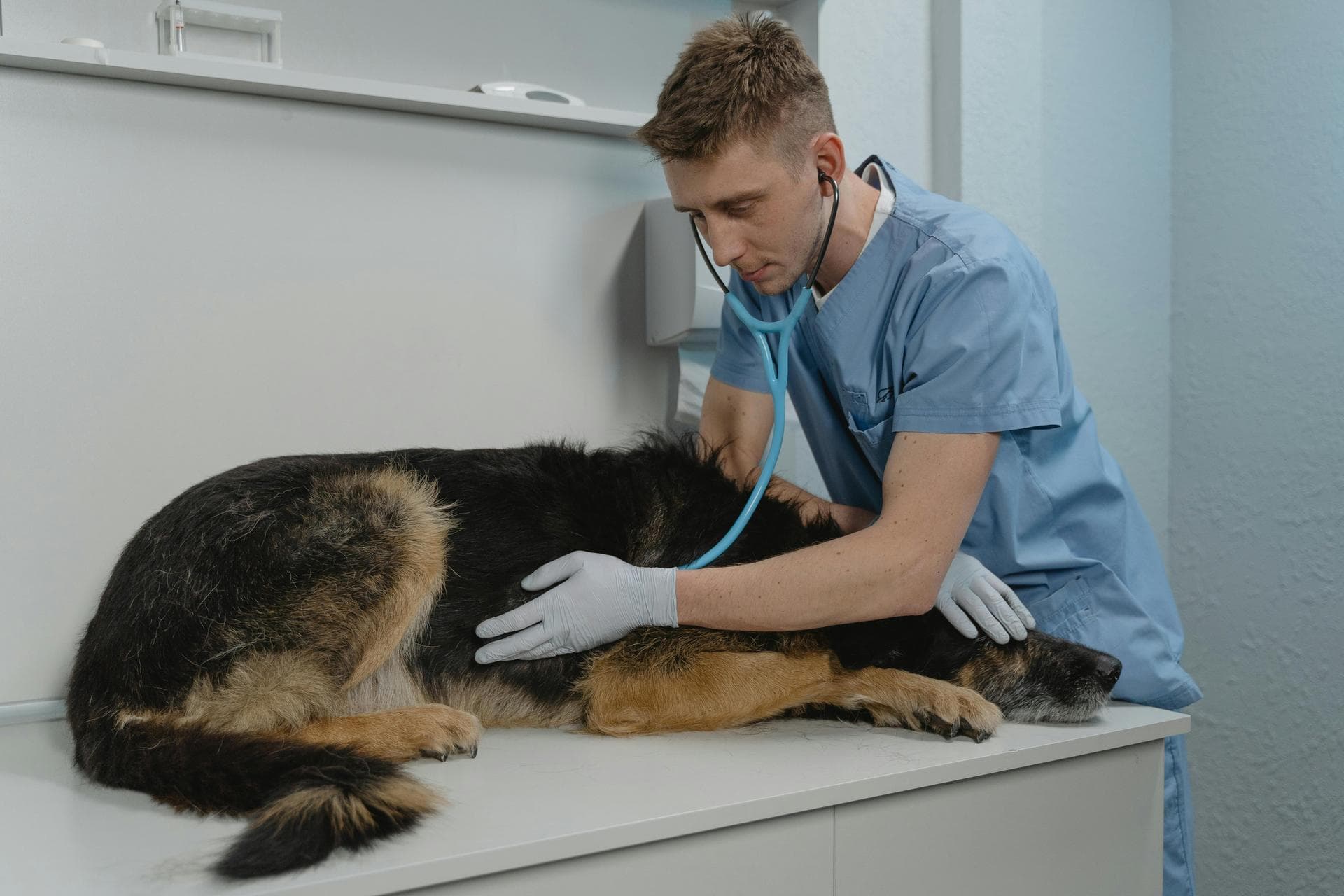 Annual Vaccination With Kennel Cough Prices in Islington